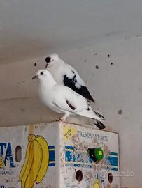 Colombe di Sassonia