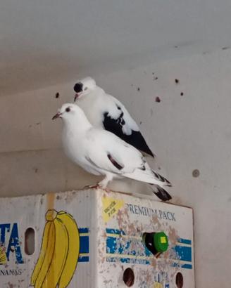 Colombe di Sassonia