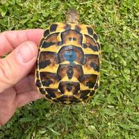 Testudo hermanni tartarughe di terra