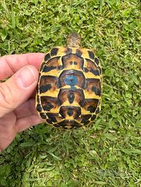 Testudo hermanni tartarughe di terra