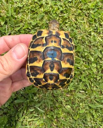 Testudo hermanni tartarughe di terra