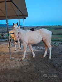 Puledra