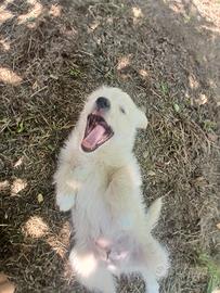 Cagnolino misto fra Pomerania e maltese
