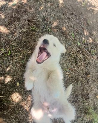 Cagnolino misto fra Pomerania e maltese