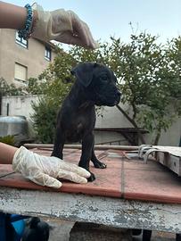 Cuccioli Cane Corso