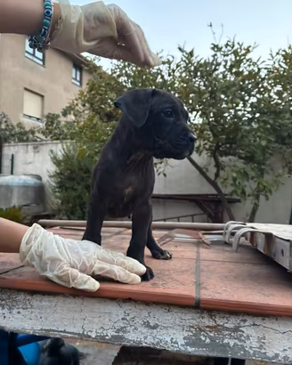 Cuccioli Cane Corso