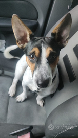 Disponibile jack rasell ,per accoppiare