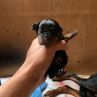 ?cuccioli di rottwieler