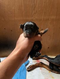 ?cuccioli di rottwieler