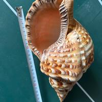 Charonia tritonis (Linnaues, 1758) 29 Cm Circa