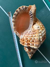 Charonia tritonis (Linnaues, 1758) 29 Cm Circa