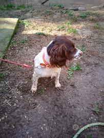 Springer spaniel - Animali In vendita a Roma