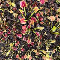 Grande lotto di piante carnivore