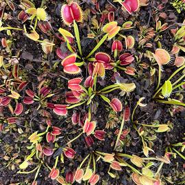 Grande lotto di piante carnivore