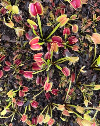 Piantine carnivore/insettivore miste