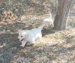 Golden Retriever cucciolo