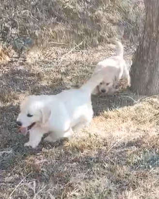 Golden Retriever cucciolo