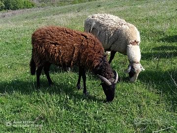 2 pecore più 1 montone/ariete Lacaune + 2 agnelli