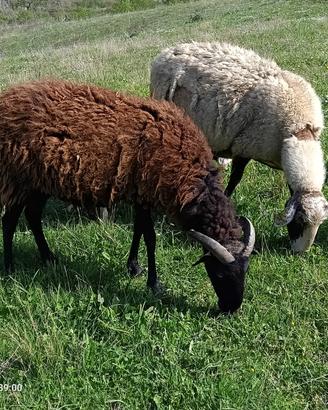 2 pecore più 1 montone/ariete Lacaune + 2 agnelli