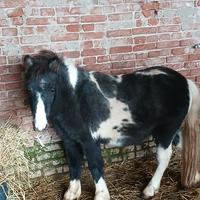 Pony