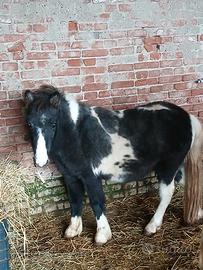 Pony