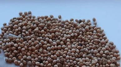 Noccioli di ciliegia 
