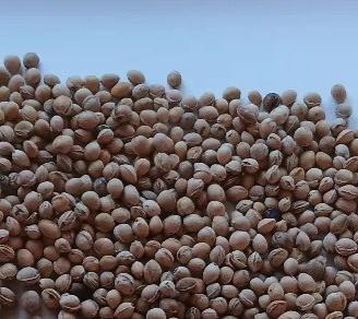 Noccioli di ciliegia 