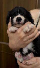 Border collie con pedigree