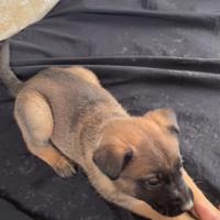 Cuccioli di pastore belga malinois