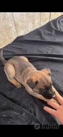 Cuccioli di pastore belga malinois
