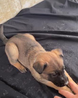 Cuccioli di pastore belga malinois