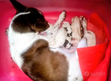 fratellini CHIHUAHUA affettuosi  sani pura razza