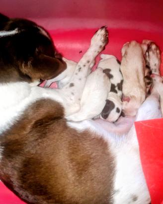 fratellini CHIHUAHUA affettuosi  sani pura razza