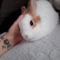 Coniglietta nana