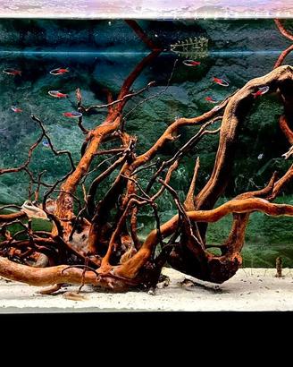 Acquario