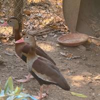 Anatre dedrocigno becco rosso