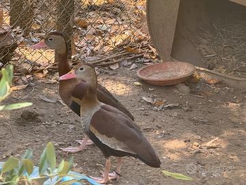 Anatre dedrocigno becco rosso