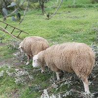 Montone 4 r Ile de France