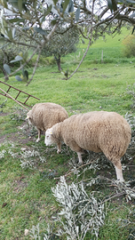 Montone 4 r Ile de France