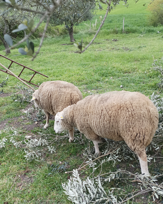 Montone 4 r Ile de France