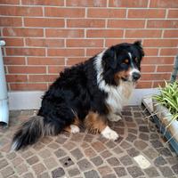 Pastore australiano PEDIGREE x MONTA