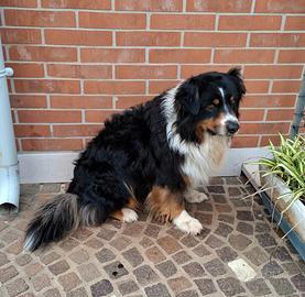 Pastore australiano PEDIGREE x MONTA