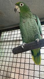 Pappagalli Amazzone nucca gialla e farinosa