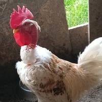 Gallo collo nudo