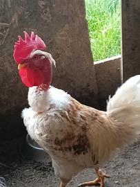 Gallo collo nudo