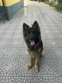 Disponibile per monta