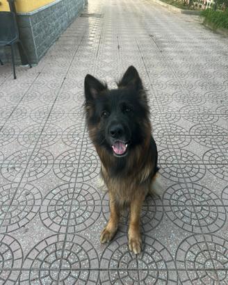 Disponibile per monta