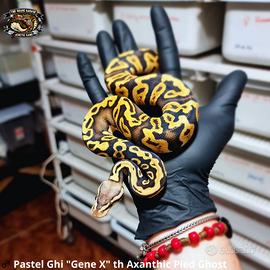 Pitone Reale - Pastel Ghi