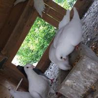 Colombi Viaggiatori Italiani