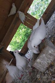 Colombi Viaggiatori Italiani